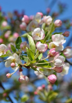 Apfelblüte